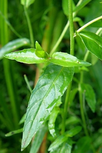 Epilobium obscurum