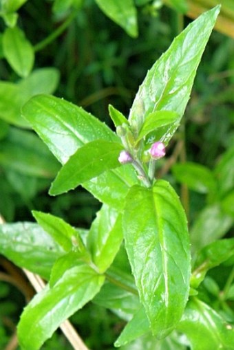 Epilobium obscurum