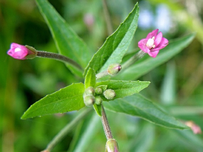 EPILOBIUM OBSCURUM (Schreb.) Schreb. - vrbovka tmavá / vŕbovka tmavá