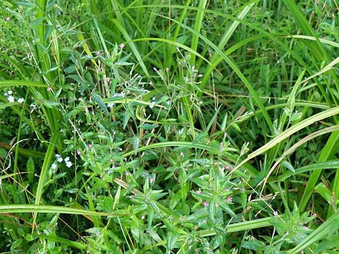 Epilobium obscurum