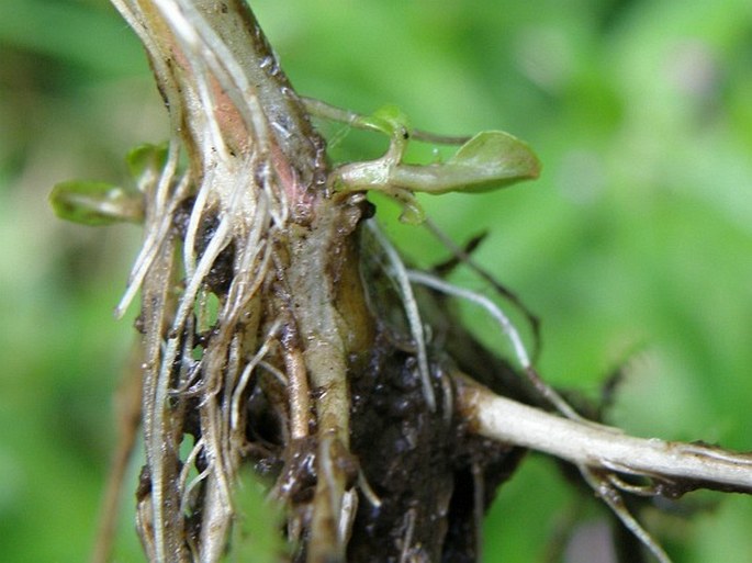 Epilobium obscurum