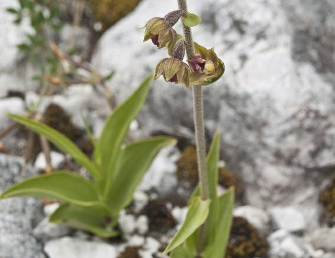 Epipactis atrorubens var. macedonica