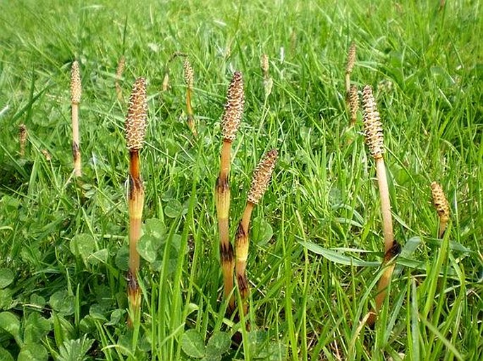 Equisetum arvense