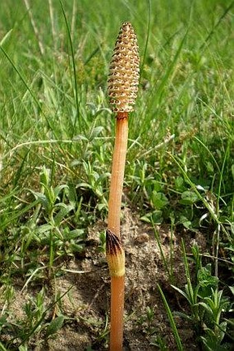 Equisetum arvense