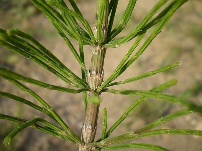 Equisetum arvense