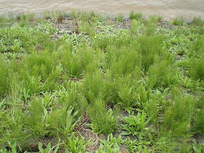 Equisetum arvense