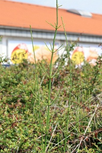 Equisetum ramosissimum