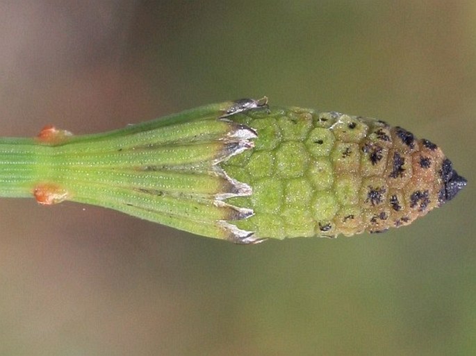 Equisetum ramosissimum