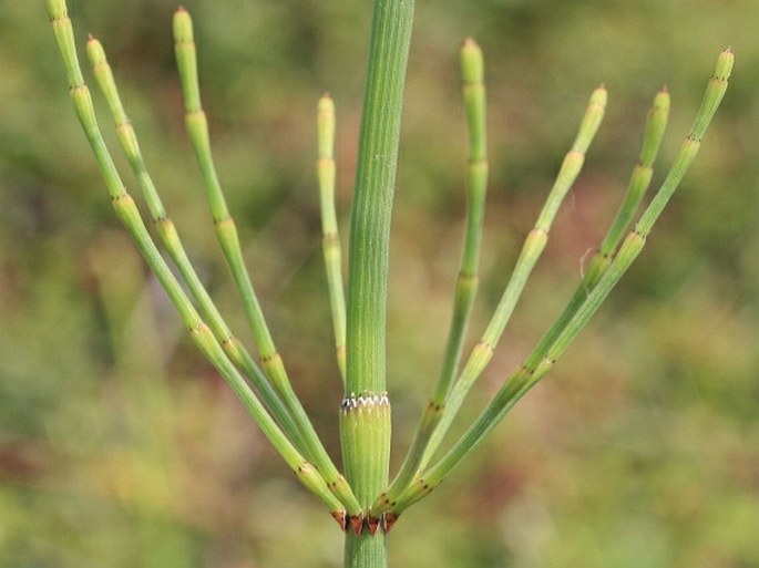 Equisetum ramosissimum