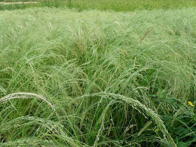 ERAGROSTIS TEF (Zuccagni) Trotter – milička habešská / milota