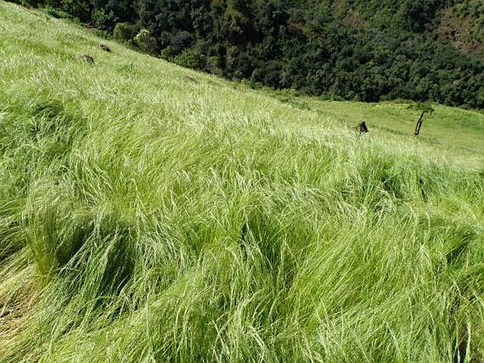 Eragrostis tef