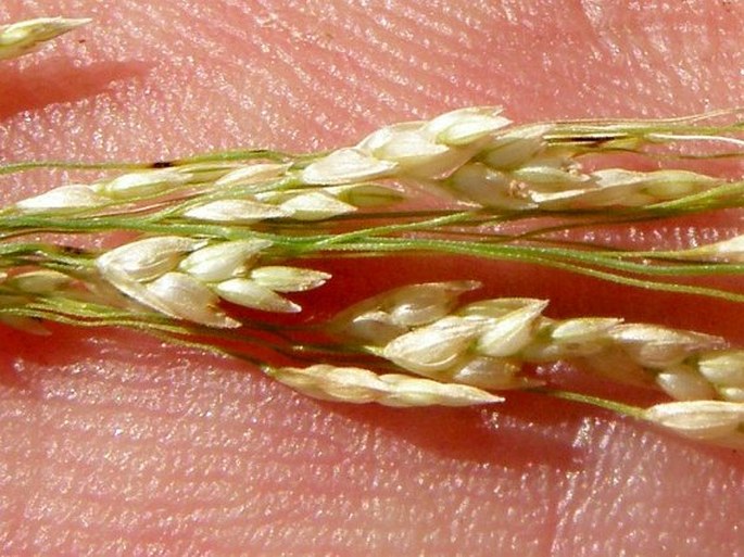 Eragrostis tef