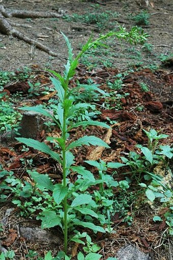 Erechtites hieraciifolius