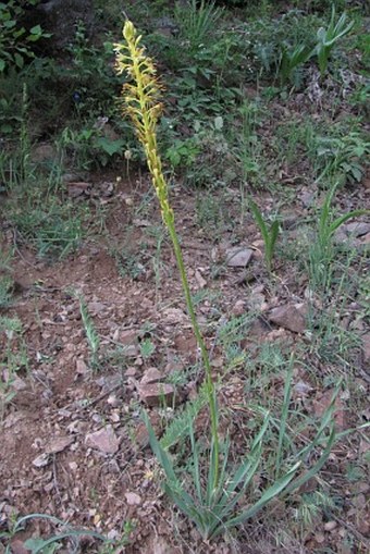 Eremurus spectabilis