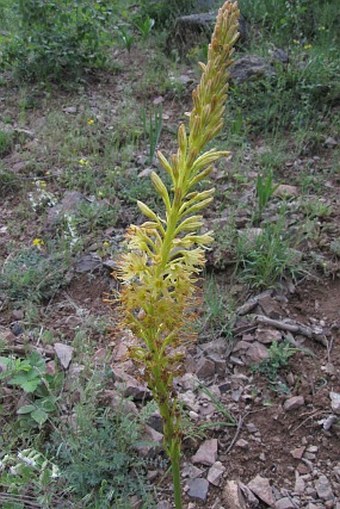 Eremurus spectabilis