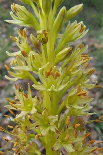 Eremurus spectabilis