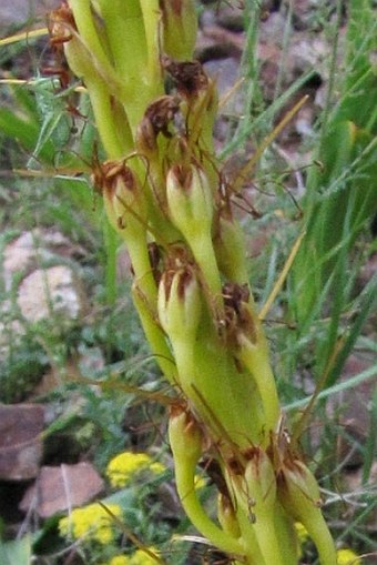 Eremurus spectabilis