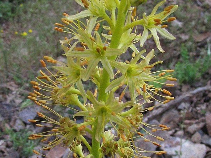 EREMURUS SPECTABILIS M. Bieb. – liliochvostec