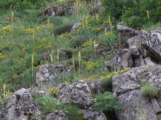 Eremurus spectabilis