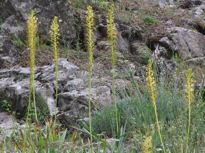 Eremurus spectabilis