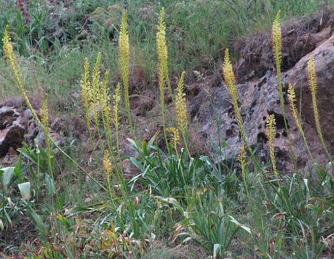 Eremurus spectabilis