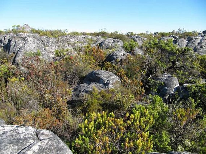 Erica abietina