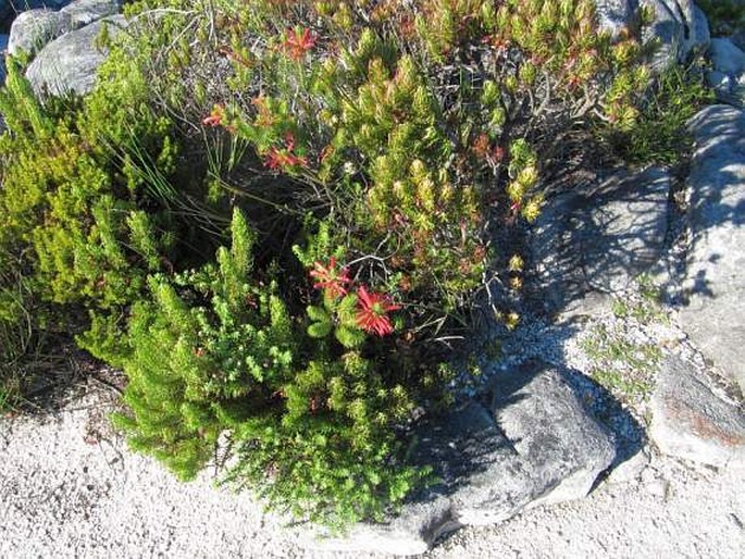 Erica abietina