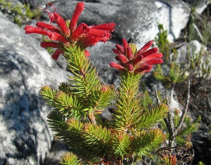 Erica abietina