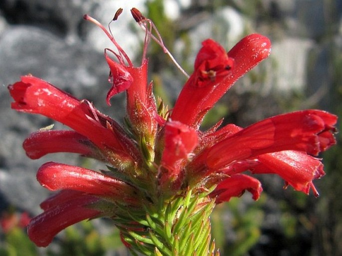 Erica abietina