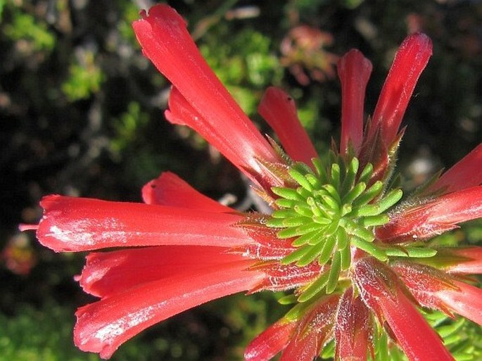 Erica abietina