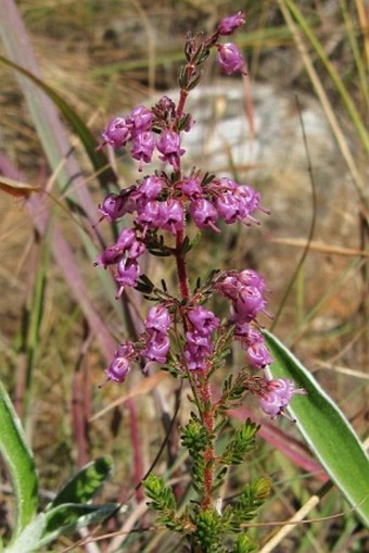 Erica aestiva