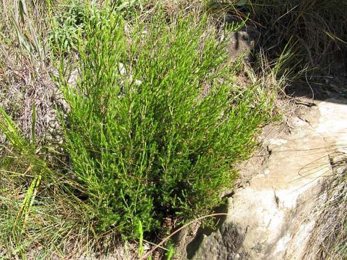 Erica albospicata