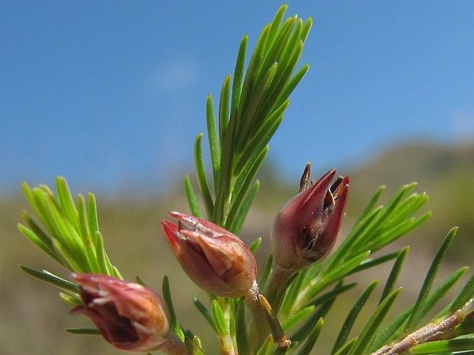 Erica albospicata