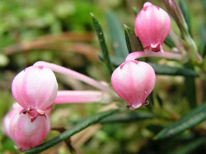 Ericaceae