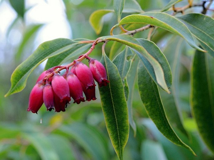 Ericaceae