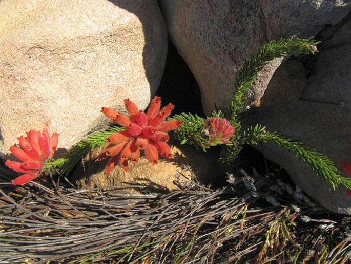 Erica cerinthoides