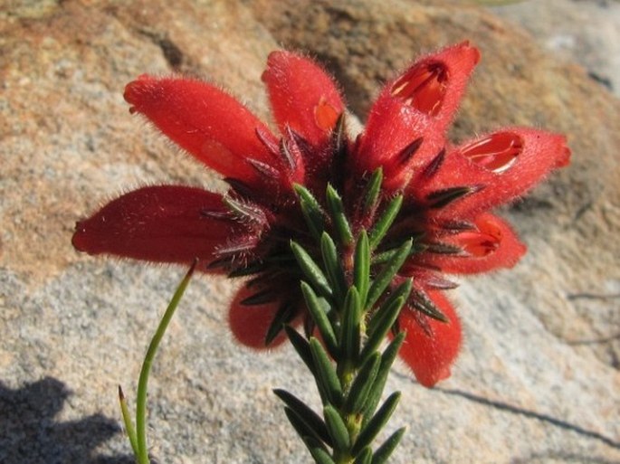 Erica cerinthoides