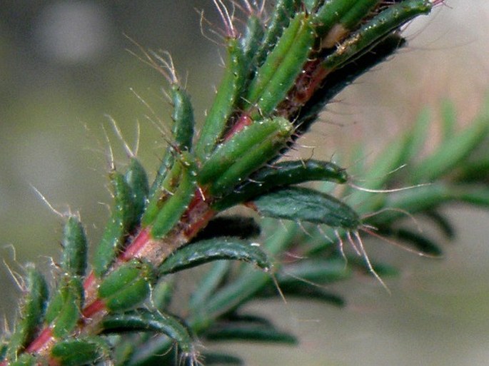 Erica cerinthoides