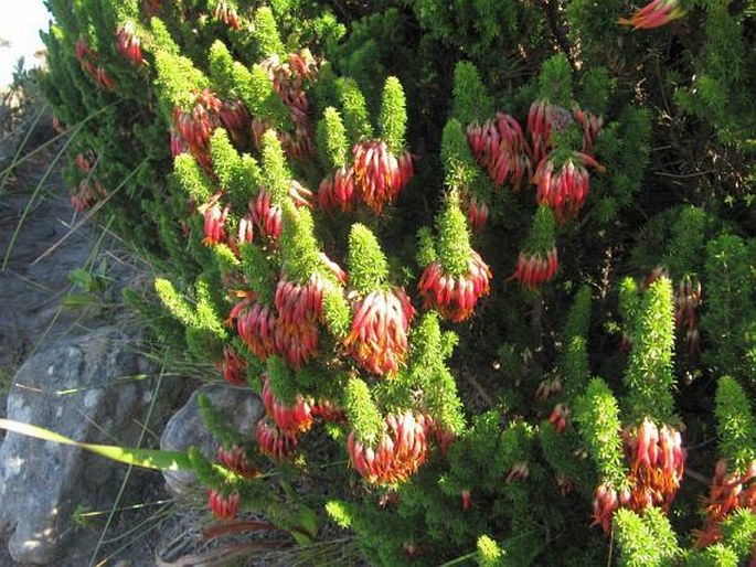 Erica coccinea