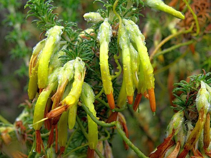 Erica coccinea