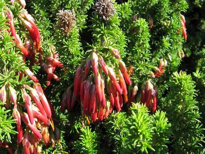 Erica coccinea