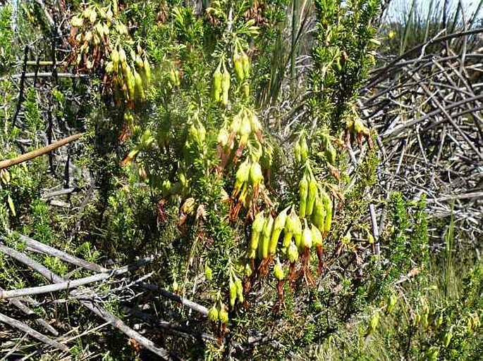 Erica coccinea