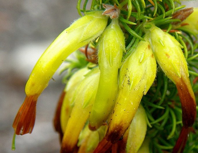 Erica coccinea