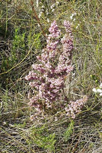 Erica copiosa