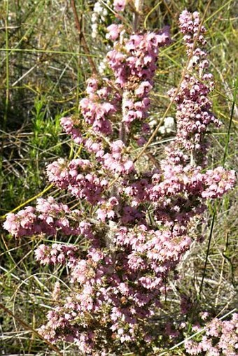 Erica copiosa