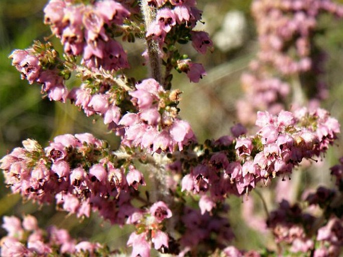 Erica copiosa