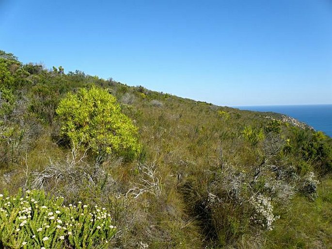 Erica copiosa