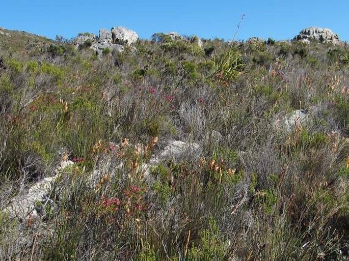 Erica corifolia