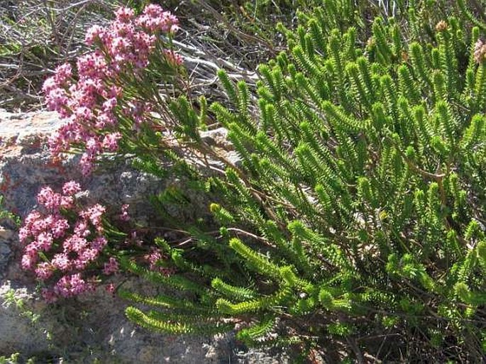 Erica corifolia