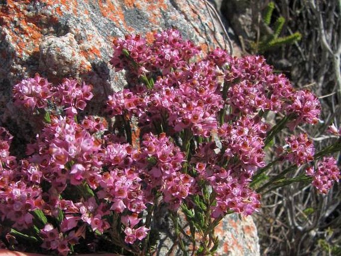 Erica corifolia